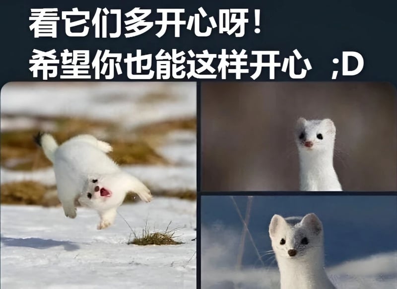 白鼬