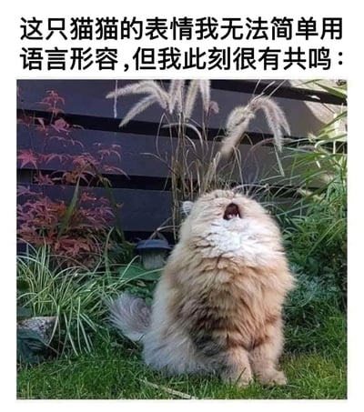 图片上方配有文字“这只猫猫的表情我无法简单用语言形容，但我此刻很有共鸣：”，下方是一只毛茸茸的猫猫坐在草地上。猫猫仰头张嘴，周围有绿色的草、红色叶子的植物和高高的茅草，表情复杂，似惊讶又似困惑，引发观者共鸣。
