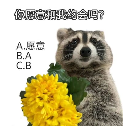 图片中一只浣熊手捧着黄色花朵，表情期待地看着前方。图片上方配有文字“你愿意和我约会吗？”，下方列出三个选项：“A.愿意”、“B.A”、“C.B”。这是一个递归选择的幽默设计，无论选择A、B还是C，最终都会指向“愿意”这个答案。