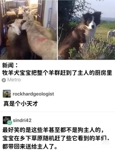 图片分为左右两部分，左侧是几只羊挤在厨房内的场景，右侧是一只边牧幼犬站在草原草丛中的画面。下方配有新闻标题和网友评论，新闻内容为“牧羊犬宝宝把整个羊群赶到了主人的厨房里”，来源标注为Metro。网友rockhardgeologist评论“真是个小天才”，sindri42补充说明“最好笑的是这些羊甚至都不是狗主人的，宝宝在乡下草原随机赶了些它看到的羊们，都带回来送给主人了。”整体展现了一只调皮又有“才华”的牧羊犬宝宝的趣事。