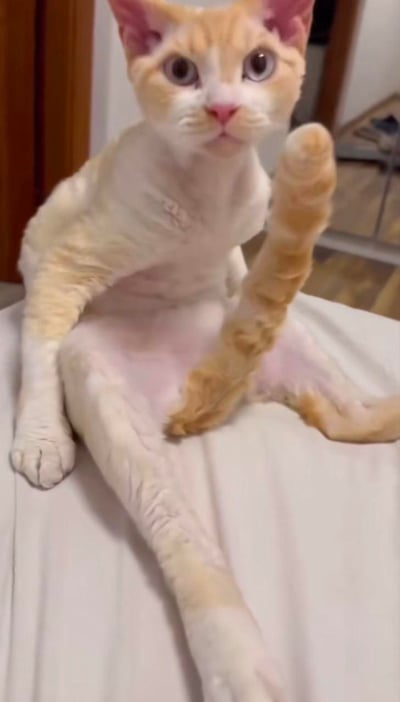 这是一只被剃掉大部分毛发的橘白相间猫咪，正以坐姿待在浅色平面上，由于尾巴的摆放位置和腿部重叠，形成了“猫咪长了三条腿”的趣味视觉错觉。猫咪睁着圆溜溜的眼睛，表情懵懂又惊讶，画面充满搞笑感。
没有双关、谐音梗或暗示内容，仅为真实的视觉错位效果。