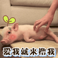 萌猪求撸：爱我就来撸我动态表情包