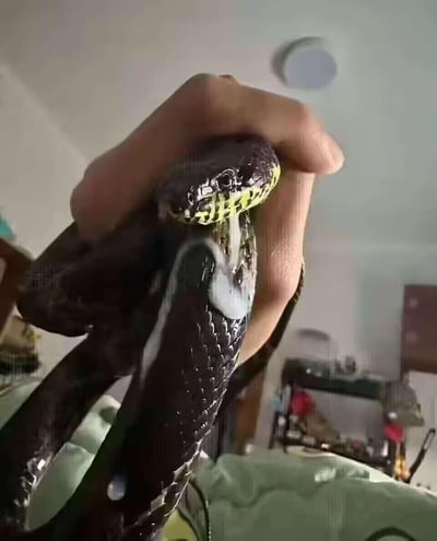 这是一张室内拍摄的竖版照片，一只手握住一条通体乌黑的蛇，蛇的下颌带有黄绿相间的花纹，颈部有一块明显的浅色白斑，蛇身被手攥住，背景是模糊的室内家居环境，呈现出主人把玩宠物蛇的日常场景，图中没有双关、谐音梗或暗示类内容。