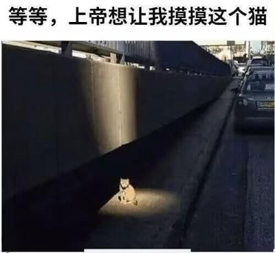 在城市道路旁的阴影区域中，一小块阳光恰好笼罩着一只安静坐着的猫咪，猫咪乖乖待在这片阳光里。图片上方配有文字“等等，上帝想让我摸摸这个猫”，将猫咪被单独阳光笼罩的巧合场景拟人化，用上帝的名义来表达爱猫人士想要撸猫的强烈欲望，既搞笑又治愈，精准戳中喜欢猫咪的人的心情。