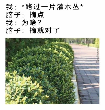 这是一张充满生活趣味的梗图，采用图文混排的形式，上方以对话体呈现了一个人路过路边灌木丛时的内心互动：“我”路过一片灌木丛，脑子里突然冒出来“摘点”的无厘头指令，“我”疑惑询问原因，脑子却只回应“摘就对了”，下方配图是路边整齐生长的绿色灌木丛，精准还原了场景。这个对话生动调侃了人们日常生活中偶尔会出现的、毫无逻辑却想付诸行动的奇怪念头，很容易引发大众共鸣。