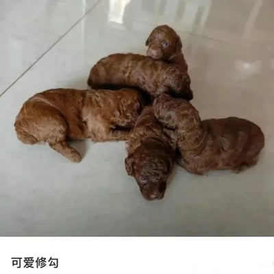 图片中一群棕色的小奶狗挤在一起趴在白色的瓷砖地板上睡觉，毛茸茸的身体相互依偎，显得格外可爱。图片底部有文字'可爱修勾'，其中'修勾'是网络上对'小狗'的谐音称呼，增添了趣味性。