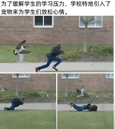 图片上方配有文字“为了缓解学生的学习压力，学校特地引入了宠物来为学生们放松心情”，下方是三格连环图：第一格中一只鹅展翅飞向一名正在奔跑的学生；第二格学生因奔跑踉跄跪地；第三格学生直接摔倒在地。通过“引入宠物解压”与“被鹅追赶致摔倒”的强烈反差制造幽默效果，展现了预期与现实的搞笑偏差。