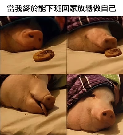 这张图片是一个2x2的四格拼图，展示了一只猪在不同姿势下放松休息的场景。图片上方有文字'當我終於能下班回家放鬆做自己'，表达了下班后终于可以放松做自己的心情。猪戴着帽子，表情和姿态都显得非常舒适惬意，旁边还有一块饼干，整体营造出一种慵懒放松的氛围。