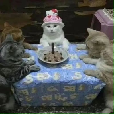 图片中有四只猫咪围坐在一张被布包裹的小桌子前，其中正中央的猫咪戴着粉色Hello Kitty生日帽，桌上摆着一个类似于‘猫罐头+猫零食’仿制蛋糕，中间插有类似蜡烛的物品，像是在给猫咪过生日。猫咪认真围坐的姿态及正中央猫咪冷静内敛的表情，营造出了非常幽默且拟人化的派对情景。

图片具备强烈的反差萌和拟人效果，常见于社交平台用于表达“团建”“过生日”“聚会”等场景的猫咪版幽默模仿。

无明显双关、谐音梗，但拟人化场景本身构成一种幽默和反差。