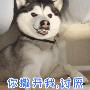 哈士奇傲娇名场面：你撒开我讨厌