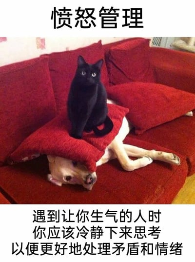这是一张采用顶配底文形式的搞笑动物梗图，顶部设置标题“愤怒管理”，画面主体是红色沙发上的有趣动物互动：一只黑猫神态严肃地端坐在红色抱枕上，而这个抱枕恰好压在一只躺在沙发上的黄狗头部，黄狗露出的半张脸满是无奈，四肢放松地伸展着。底部配文“遇到让你生气的人时你应该冷静下来思考以便更好地处理矛盾和情绪”，用动物间的搞笑互动场景类比情绪管理的场景，以幽默诙谐的方式向观看者传达遇到令自己愤怒的情况时，要保持冷静、理性处理的道理，让严肃的情绪管理话题变得轻松易懂。