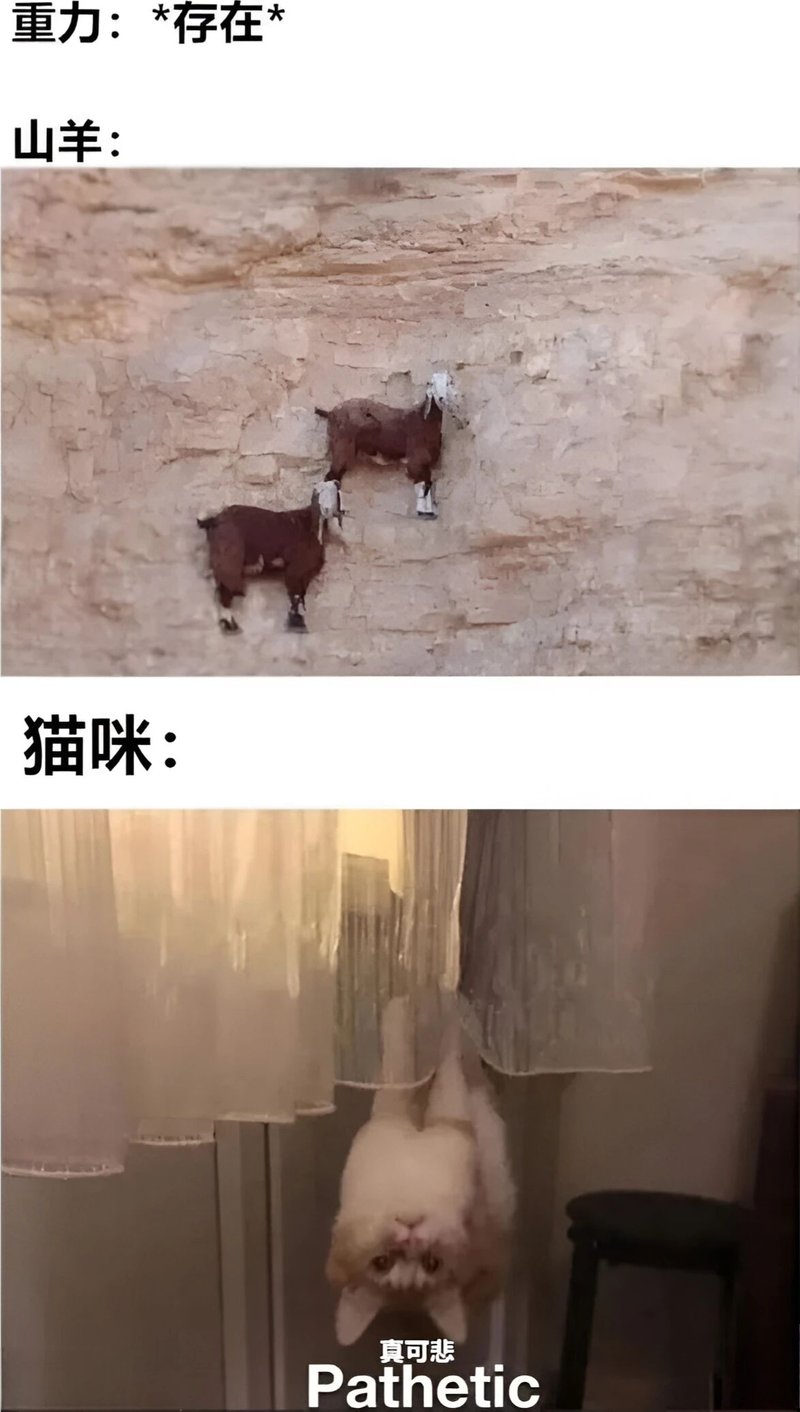 山羊