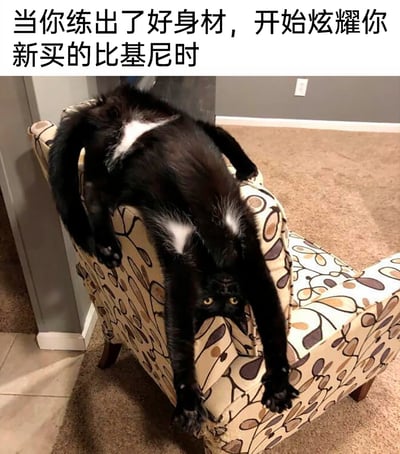 这是一张充满趣味的宠物梗图，上方配文“当你练出了好身材，开始炫耀你新买的比基尼时”，图中的黑白猫咪以夸张的姿势倒挂在带有花纹的沙发靠背上，猫咪身体的白色斑块恰好对应比基尼的位置，四肢完全舒展张开，头部朝下，眼神戏谑搞怪，用猫咪的滑稽姿态生动调侃了人们练出好身材后，迫不及待炫耀新比基尼的张扬又好笑的状态，通过宠物的有趣姿势和文字形成幽默的呼应，充满反差感和趣味性。