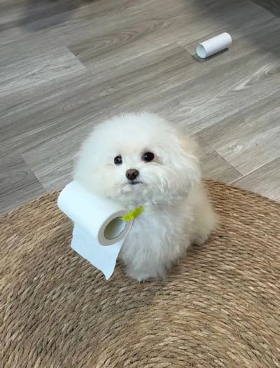 图片中是一只毛茸茸、白色的小狗（疑似比熊犬或马尔济斯犬），坐在地毯上，叼着一卷厕纸，表情略带无辜，场景非常治愈搞笑，令人忍俊不禁。地板上还有一个已经用完的纸卷芯，强烈暗示狗狗可能刚才在捣乱。画面中未出现文字，没有明显双关和谐音梗，但有种“抓包在现场”的幽默。

此图适合用来表示“被抓包”“装无辜”“家中狗狗又闯祸了”等情绪场景。