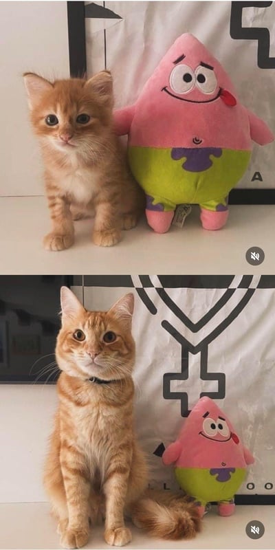 这是一组上下拼接的对比实拍图，上图中一只软萌的小橘猫和体型比它大的派大星毛绒玩偶并排端坐，猫咪眼神懵懂无辜，模样惹人怜爱；下图中同一只橘猫已经长大，体型远超身旁的小号派大星玩偶，猫咪抬头看向镜头，神态温和沉稳。通过更换不同尺寸的派大星玩偶，制造出猫咪成长、玩偶“缩小”的趣味反差，画面温馨治愈又充满笑点，生动记录了橘猫的成长变化。