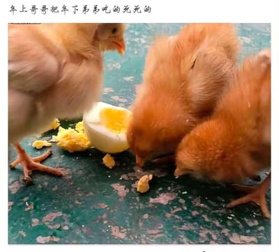 画面展示了三只真实的小鸡在进食水煮蛋的场景：一只体型稍大的小鸡站在半颗水煮蛋旁，另外两只体型更小的小鸡低头啄食地上的蛋碎。图上方配有文字“年上哥哥把年下弟弟吃的死死的”，玩了双关梗：既对应小鸡正在吃食物的行为，又借用耽美文化里“年上年下”的设定，调侃年上的“哥哥”强势压制年下的“弟弟”的关系，用真实动物的日常场景玩圈内热梗，趣味十足。