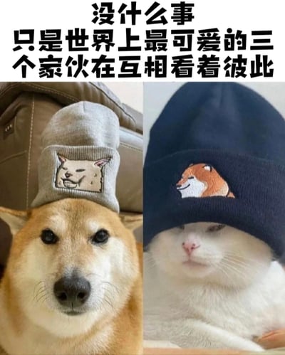 这是一张左右对比的萌宠图片，左侧是一只戴着灰色帽子的柴犬，帽子上绣着一个表情搞怪的猫脸图案；右侧是一只戴着蓝色帽子的白猫，帽子上则绣着一个微笑的柴犬脸图案。图片上方配有文字'没什么事 只是世界上最可爱的三个家伙在互相看着彼此'，幽默地暗示了柴犬、白猫以及它们帽子上的动物图案这'三个家伙'的可爱互动。