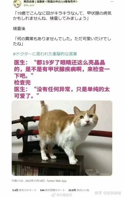 这是一则来自Twitter的趣味图文内容，上方是漫画家黑百合姬（@lis_noir）发布的日文推文及其中文翻译，内容讲述了一只19岁的猫咪因眼睛过于明亮有神，被医生怀疑患有甲状腺疾病，在进行检查后，医生给出了暖心又搞笑的结论：猫咪没有任何健康异常，只是单纯的太可爱了。下方配图是一只橘白相间的猫咪，它站在摆放着武士刀和书籍的深色架子上，眼睛亮晶晶的，抬头看向镜头方向，神态无辜又软萌，完美呼应了文字内容，整体充满治愈感和趣味性，凸显出猫咪的可爱。