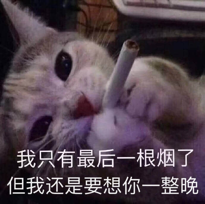 我只有最后一根烟了但还是想你一整晚的猫
