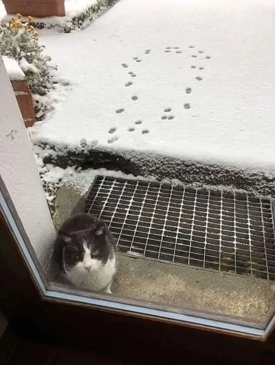 一只黑白相间的猫咪从窗户向外张望，窗外的地面覆盖着一层白雪，雪地上有一串清晰的小脚印从窗边延伸向远处，仿佛记录着猫咪刚刚踏雪而过的痕迹。画面温馨又带点小调皮，展现了猫咪探索雪地后的可爱场景。