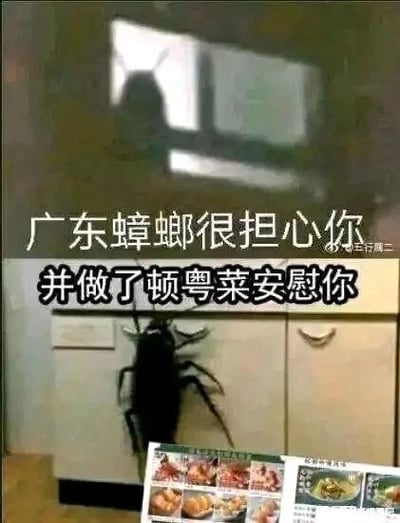 这是一张经过P图改编的静态图文混排搞笑梗图，画面分为三个部分：上方是窗户玻璃上投射出的蟑螂影子，中间主体是一只体型巨大的蟑螂趴在厨房橱柜前方，下方拼接了多张粤菜菜品的图片。图中搭配文字“广东蟑螂很担心你 并做了顿粤菜安慰你”，利用广东蟑螂体型较大的地域梗，结合粤菜的地域特色，将蟑螂拟人化，营造出蟑螂贴心准备美食安慰人的趣味反差场景，整体风格搞笑诙谐，充满网络梗图的趣味性。