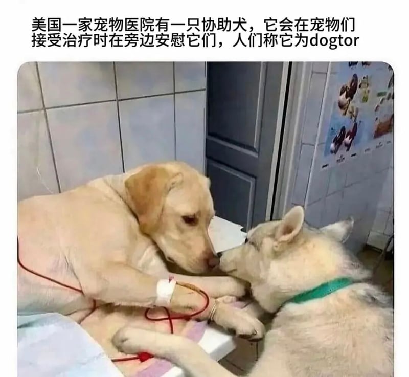 黄色拉布拉多犬