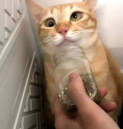 一只橘色虎斑猫正用充满渴望的大眼睛紧盯前方，画面右侧有一只人手拿着一个透明玻璃罐，罐中装有绿色的猫薄荷。猫咪的耳朵竖起，胡须前伸，表情专注而期待，似乎被猫薄荷的气味深深吸引。背景是浅色的墙壁和门框，营造出居家环境的氛围。图片整体采用了类似油画的滤镜效果，使画面呈现出独特的艺术质感。