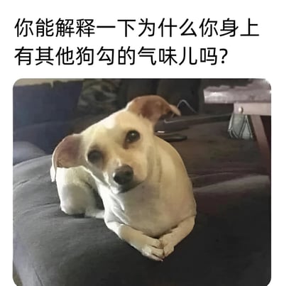一张幽默的狗狗表情包，图中一只白色小狗坐在沙发上，表情看起来有些无辜和心虚。上方配有文字：'你能解释一下为什么你身上有其他狗勾的气味儿吗?'，将狗狗拟人化，仿佛在被主人质问是否接触了其他狗。