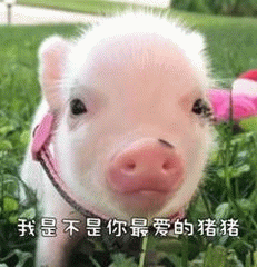 可爱小猪求关注：我是不是你最爱的猪猪