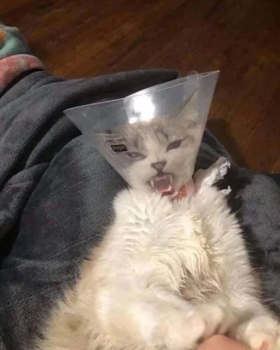 一只戴着透明伊丽莎白圈的猫咪躺在灰色毯子上，嘴巴张开，表情看起来有些愤怒或不耐烦。猫咪的毛发蓬松，主要是白色带有灰色斑纹。背景可见木质地板，整体氛围显得猫咪对戴着项圈感到不满。