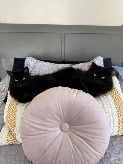 两只全身漆黑的猫并排躺在床上，它们都有着明亮的绿色眼睛，正直视镜头。猫咪们位于多个装饰性枕头之上，包括一个带有花纹的长枕和一个圆形的粉色靠垫。背景是灰色的床头板，整个场景呈现出一种温馨的家居氛围。