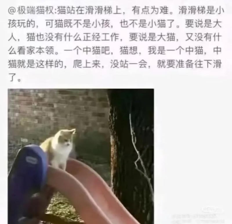 小猫文学《中猫滑滑梯》