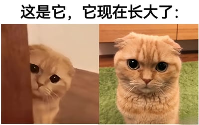 这张梗图由左右两部分组成，左侧是一只小橘猫从门后探出头，眼神好奇可爱；右侧是同一只橘猫长大后的样子，正面直视镜头，表情严肃平静。上方配有文字'这是它，它现在长大了：'，通过前后对比展现橘猫的成长变化，带有幽默和温馨的氛围。