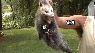 这是一张文字加注的静态梗图，背景是户外的草地与树林，画面中一只负鼠被人的手臂抓着身体悬空，负鼠大张着嘴巴，毛发凌乱，神态萎靡疲惫，仿佛已经耗尽所有精力。图中用文字将负鼠标注为“我”，将抓着它的手臂标注为“疲倦”，以此生动形象地比喻自己被疲倦彻底掌控、身心俱疲的状态，能够引发人们在面对工作、生活压力时产生的疲惫感，极易产生情绪共鸣，是用来吐槽日常劳累的典型情绪表达类梗图。