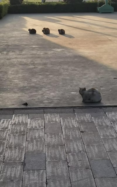 在户外的水泥空地上，傍晚的暖光在地面拉出清晰的明暗分界线，四只流浪猫各自找了舒适的位置休憩：三只深色猫咪挤在被阳光照亮的区域排排蹲坐，享受着日光的暖意；一只白棕相间的猫咪则独自蜷在阴影的边缘，神态慵懒，整体画面宁静治愈，充满了日常的温柔感。
