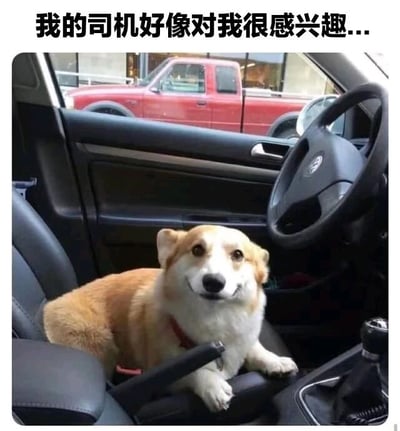 图片中一只柯基犬坐在汽车驾驶座上，前爪搭在中控台上，面带微笑看向镜头。车窗外可见一辆红色皮卡车停放。图片顶部配有文字“我的司机好像对我很感兴趣...”，通过拟人化手法将柯基塑造成“司机”，营造出幽默有趣的场景，暗示狗狗的专注目光被调侃为“感兴趣”。