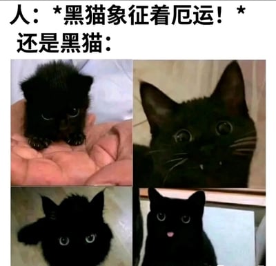 图片上方配有文字“人：*黑猫象征着厄运！* 还是黑猫：”，下方是四宫格排列的黑猫照片。第一张是手掌中呆萌的小黑猫，眼神无辜；第二张是黑猫近距离特写，大眼睛充满好奇；第三张黑猫耳朵竖起，表情警觉；第四张黑猫坐着吐舌头，俏皮可爱。通过人类对黑猫的迷信刻板印象与黑猫实际萌态的对比，幽默反驳“黑猫象征厄运”的说法，突出黑猫的可爱治愈特质。