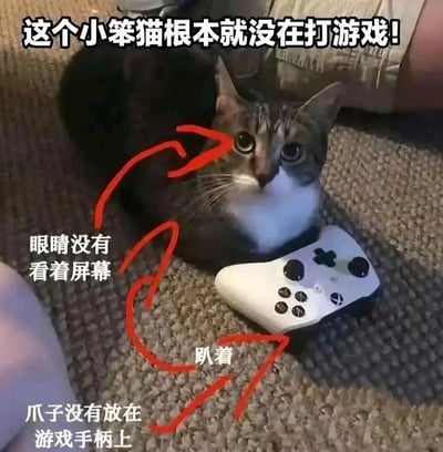 这是一张充满趣味的宠物吐槽静态图，画面中一只白棕黑相间的猫咪趴在地毯上，身旁放置着一个白色的Xbox游戏手柄。图中用红色箭头和文字进行标注，以拟人化的方式“指控”这只猫咪根本没在打游戏：猫咪的眼睛没有看向屏幕，爪子也没有放在游戏手柄上，只是单纯趴在手柄旁边，无辜的表情配上搞笑的吐槽，让画面充满笑点，是将宠物日常进行趣味加工的内容。