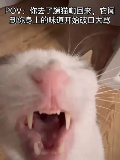 这是一张POV视角的搞笑宠物梗图，画面主体是一只白色家猫的近距离特写。猫咪嘴巴大张，露出尖锐的牙齿和粉色的牙龈，胡须竖起，表情看起来十分愤怒，仿佛正在“破口大骂”。图片上方配有文字“POV：你去了趟猫咖回来，它闻到你身上的味道开始破口大骂”，通过拟人化的手法，幽默地表现了家猫闻到主人身上其他猫咪气味后的嫉妒和不满反应，生动还原了宠物的“小心眼”瞬间。