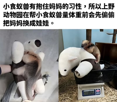 图片分为左右两部分，展示了上野动物园为小食蚁兽称重的有趣场景。左侧照片中，一只小食蚁兽紧紧抱住一个白色的毛绒玩具；右侧照片中，同一个小食蚁兽抱着相同的毛绒玩具坐在体重秤上，秤显示0.50kg。上方文字解释了这一情景：因为小食蚁兽有抱住妈妈的习性，所以动物园在称重前会偷偷把妈妈换成娃娃。
