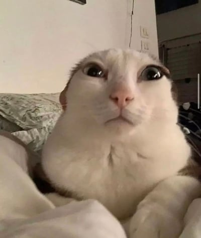 一张近距离拍摄的猫咪特写照片，猫咪有着异常放大的圆眼睛，瞳孔漆黑，表情看起来十分震惊和困惑。猫咪的毛色主要是白色，鼻子呈粉红色，它正直勾勾地盯着镜头。背景中可以看到卧室的一部分，包括带有花纹的枕头和白色的墙壁，墙上有一些细小的裂缝。