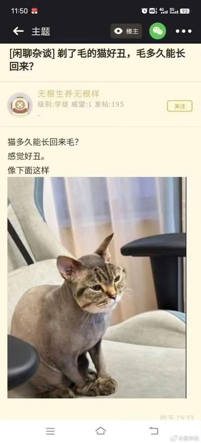 这是一张竖屏的论坛帖子截图，楼主在社区的「闲聊杂谈」板块发布提问帖，标题为「[闲聊杂谈]剃了毛的猫好丑，毛多久能长回来？」。楼主ID为「无根生养无根样」，等级是学徒，威望值1，累计发帖195条。帖子正文内容为「猫多久能长回来毛？感觉好丑。像下面这样」，并附带一张真实猫咪的照片：猫咪的大部分毛发被剃除，仅保留头部、爪子的毛发，它坐在办公椅上，表情看起来无奈又生无可恋，模样显得有些滑稽。帖子的发布时间标注为「昨天19:33」，截图的右下角带有微博用户「@星神樂」的水印，说明该截图被分享至微博平台。