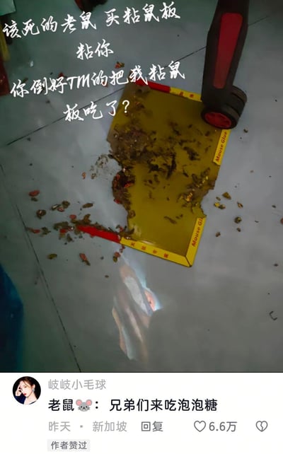 这是一张记录离谱灭鼠经历的社交媒体截图，图中原本用于粘捕老鼠的粘鼠板被啃得残缺不全，仅剩余部分粘胶底板，地面散落着啃咬后的碎屑。画面上方配有主人崩溃的吐槽文字：“该死的老鼠 买粘鼠板粘你 你倒好TM的把我粘鼠板吃了？”，下方热门评论玩梗调侃：“老鼠🐭：兄弟们来吃泡泡糖”，将粘鼠板的粘胶比作泡泡糖，用反差感拉满的搞笑内容，精准戳中网友笑点，展现了日常灭鼠时遇到的离谱状况。