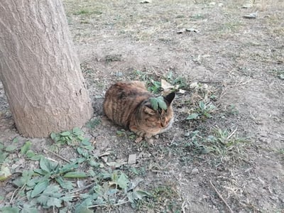 一只橘棕色的玳瑁猫正蜷缩在树干旁打盹，头顶上恰好落着一片嫩绿的叶子，像是戴了顶迷你小帽子。猫咪闭着眼睛，神情十分惬意，完全沉浸在自己的午睡时光里。周围是有些干枯的草地和泥土，散落着零星的落叶，整体画面充满了秋日午后的慵懒氛围。