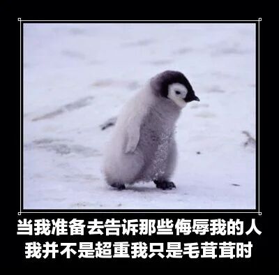 企鹅幼崽