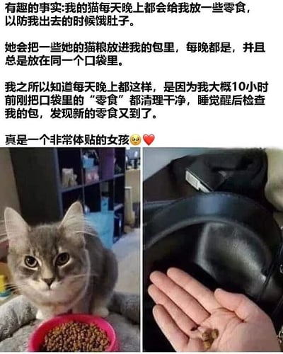 图片上方为一段暖心文字，讲述主人家的猫咪每晚都会将自己的猫粮放进主人包里同一口袋，作为“零食”以防主人外出时饿肚子，主人10小时前刚清理过，睡醒后又发现新的猫粮。下方左侧是一只灰棕色猫咪坐在粉色猫粮碗旁，眼神专注地看向镜头；右侧是一只手从黑色包包中捧出几颗猫粮，展示猫咪放置的“零食”。整体画面温馨可爱，体现了猫咪对主人的独特关怀。