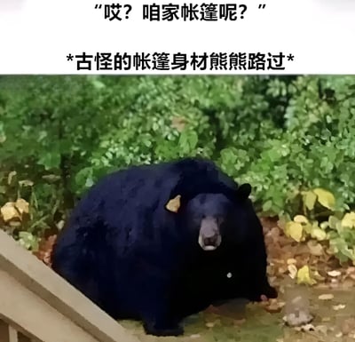 图片上方有两行文字："哎？咱家帐篷呢？"和"*古怪的帐篷身材熊熊路过*"。下方是一只黑熊的照片，这只熊的体型和姿势看起来非常像一个帐篷，形成了有趣的视觉双关。熊站在绿色植物背景前，表情平静地看着前方。