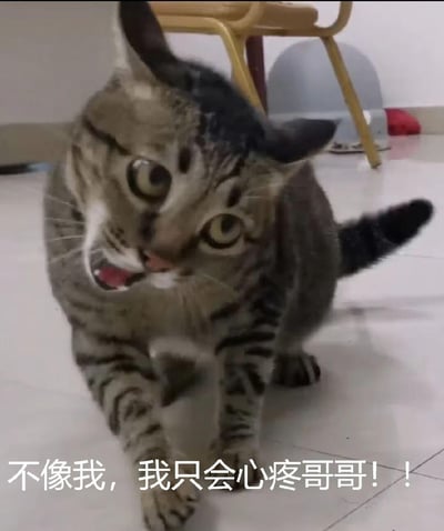 这是一张经过二次创作的搞笑梗图，画面中的狸花猫呈现出身体剧烈抖动、圆睁双眼、嘴巴张开的夸张惊恐神态，尾巴也在快速摆动，下方配网络热词文字「不像我，我只会心疼哥哥！！」。原本是绿茶风格的软萌话术，搭配猫咪慌乱滑稽的神态，形成强烈的反差感，以此制造搞笑效果，没有双关或谐音梗，纯靠违和感带来趣味。