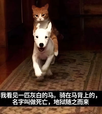 图片中一只白色小狗正向前奔跑，背上坐着一只表情严肃的橘猫，形成‘猫骑马’的滑稽画面。图片底部配有文字：‘我看见一匹灰白的马。骑在马背上的，名字叫做死亡，地狱随之而来’，恶搞式引用经典文学中‘死亡白马’的严肃意象，与宠物间的可爱互动形成强烈反差萌，营造出幽默效果。