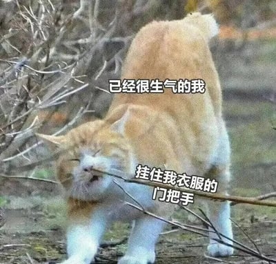 这是一张文字加注类的静态单图，画面主体是一只橘白相间的真实猫咪，它的脸部被一根横向的树枝卡住，眉头紧皱、眼睛紧闭，表情看起来十分烦躁难受，身体呈现出挣扎的姿态。图中添加了两行白色文字，上方文字“已经很生气的我”用来指代正处于烦躁情绪中的人，下方文字“挂住我衣服的门把手”将卡住猫脸的树枝类比成勾住衣服的门把手，用猫咪的窘迫处境，生动又搞笑地表现出一个人在生气的时候还被小状况添堵的无奈又烦躁的心情，能让观者产生强烈的情绪共鸣。